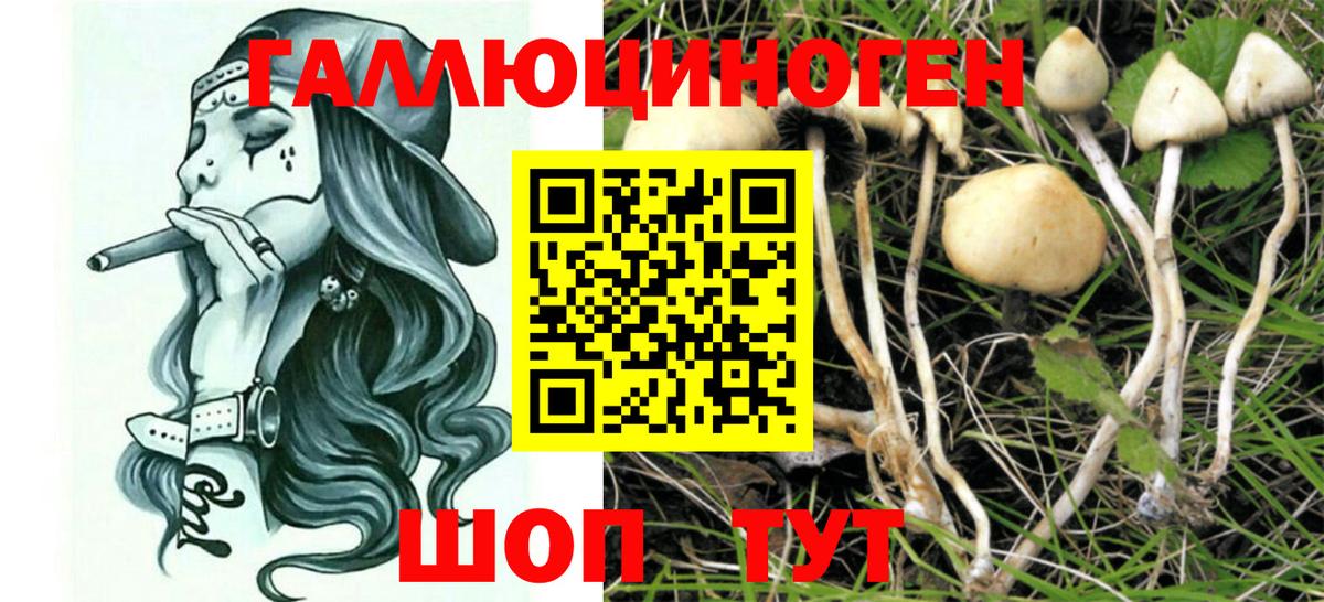 Псилоцибиновые грибы GOLDEN TEACHER Казань